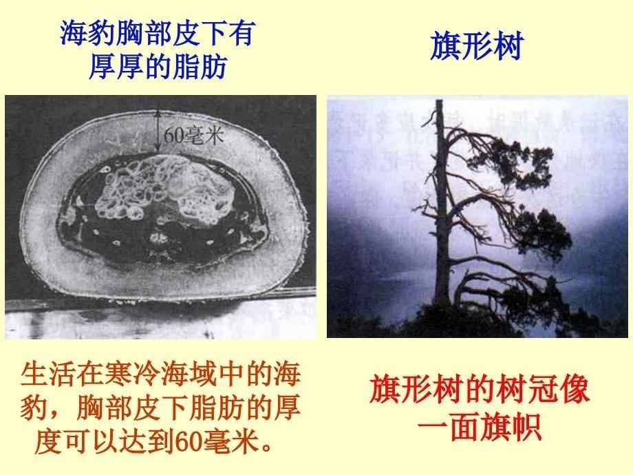 生物对环境的适应和影响.ppt_第5页