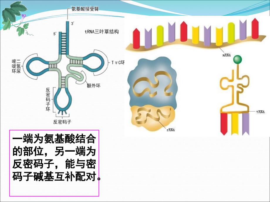 基因的表达一轮复习_第4页