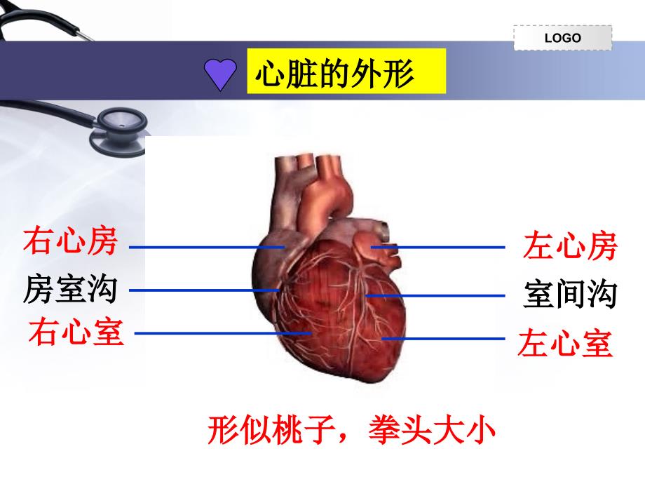 初二生物心脏完整版_第4页