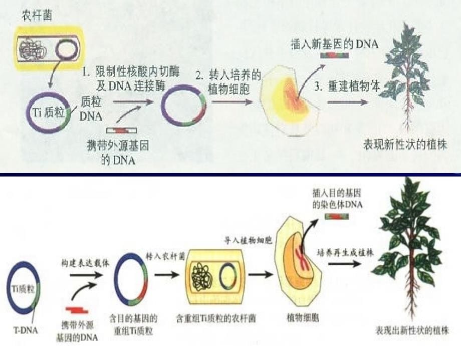 生物基因工程_第5页