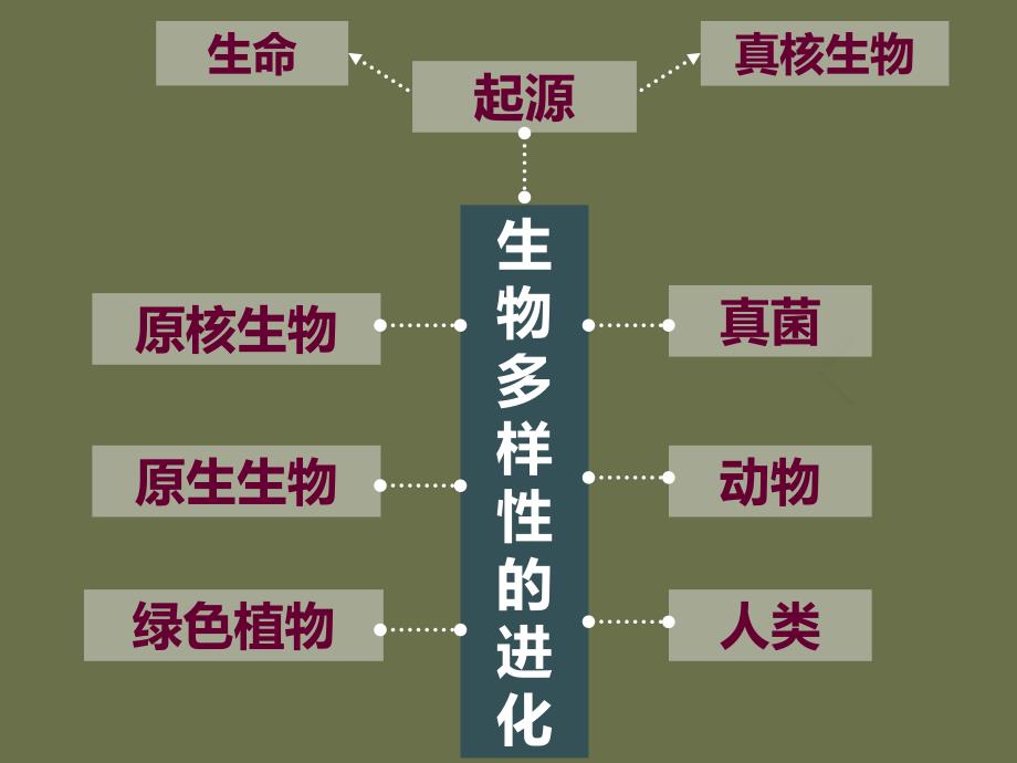 生物多样性的进化课件_第3页