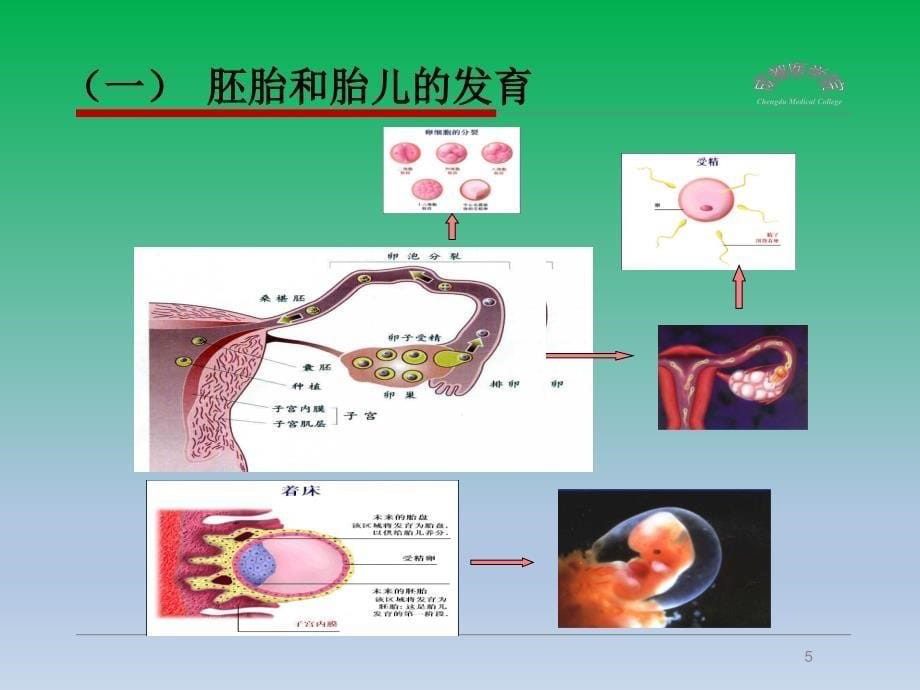 妊娠生物化学检验PPT课件_第5页