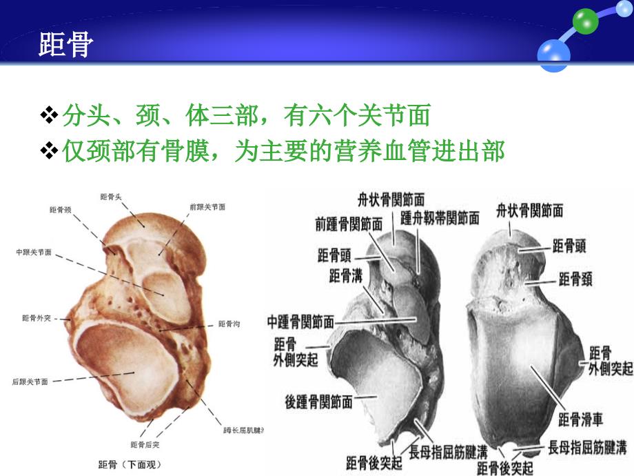 踝关节损伤LaugeHansen分型_第3页