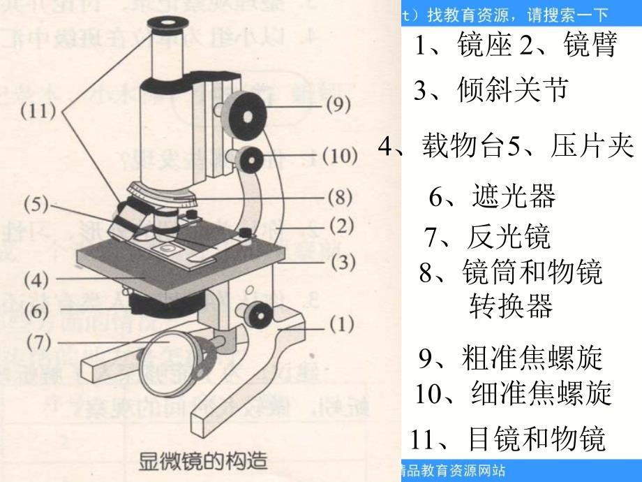 第四节 细胞03_第4页