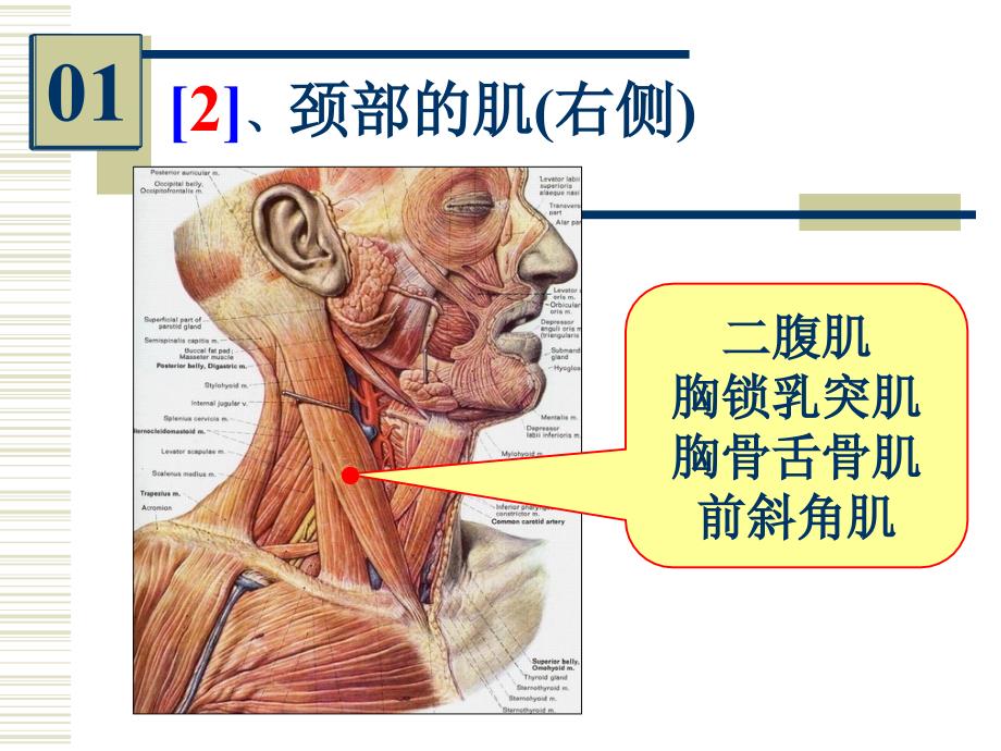 局部解剖标本实物图片考试_第4页