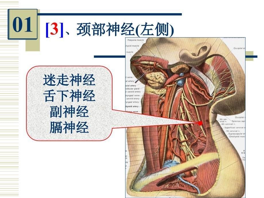 局部解剖标本实物图片考试_第5页