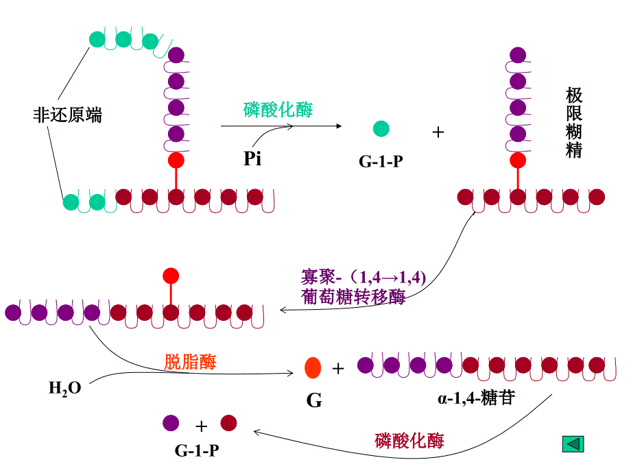 第八章糖代谢_第3页