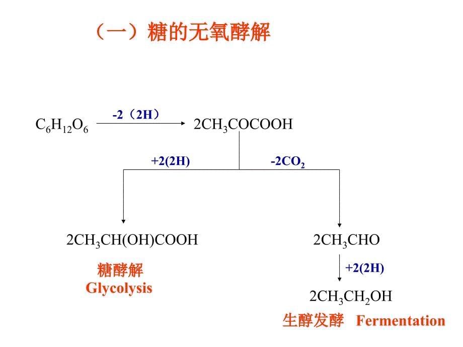 第八章糖代谢_第5页