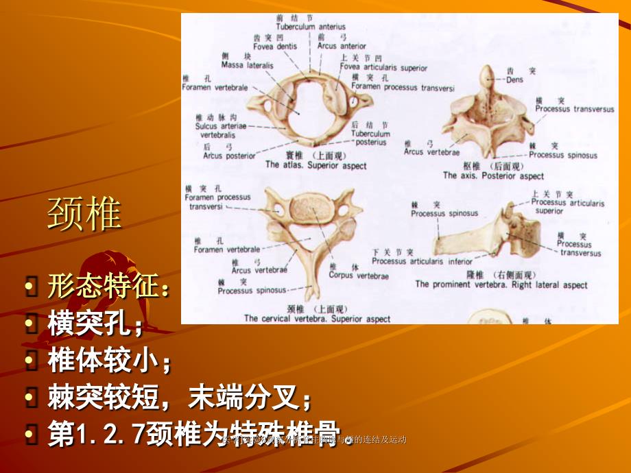 医学实验8观察分析脊柱胸廓与颅的连结及运动课件_第3页