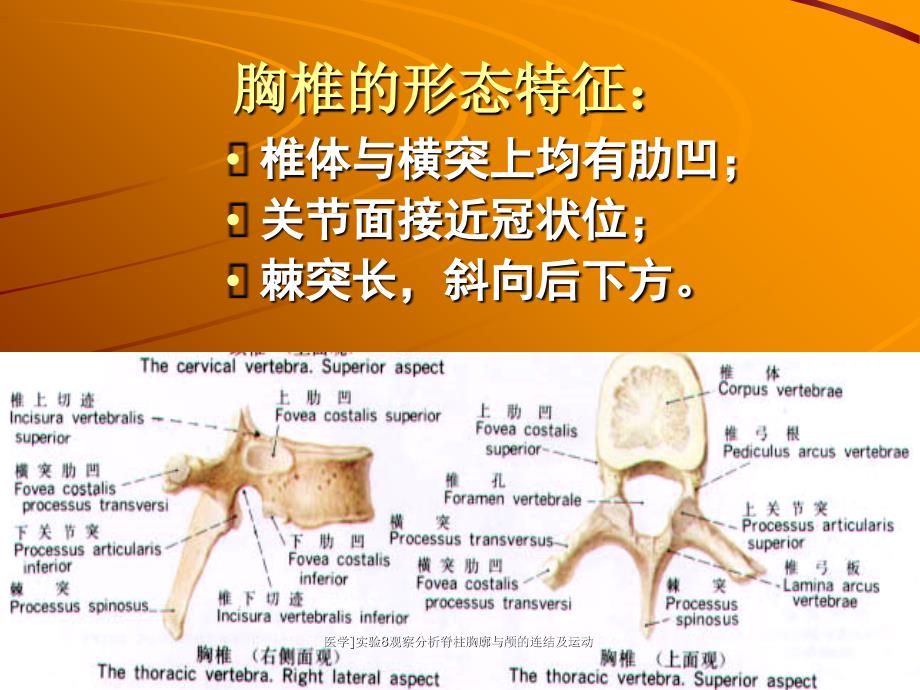 医学实验8观察分析脊柱胸廓与颅的连结及运动课件_第4页