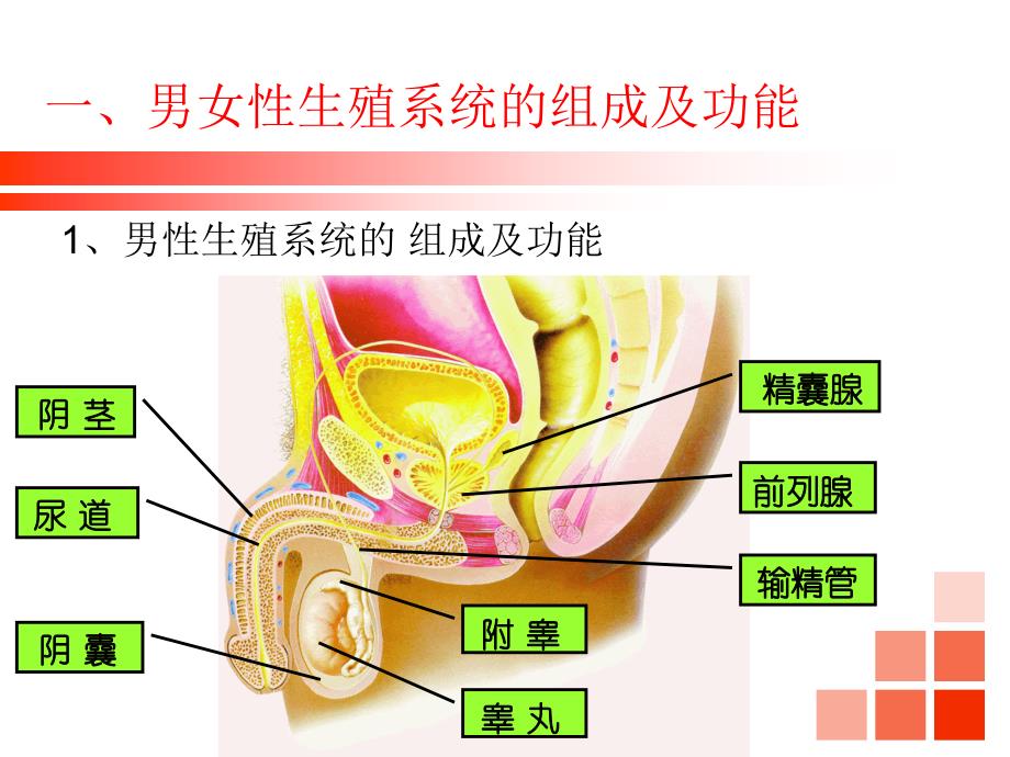 81精卵结合孕育新生命_第3页