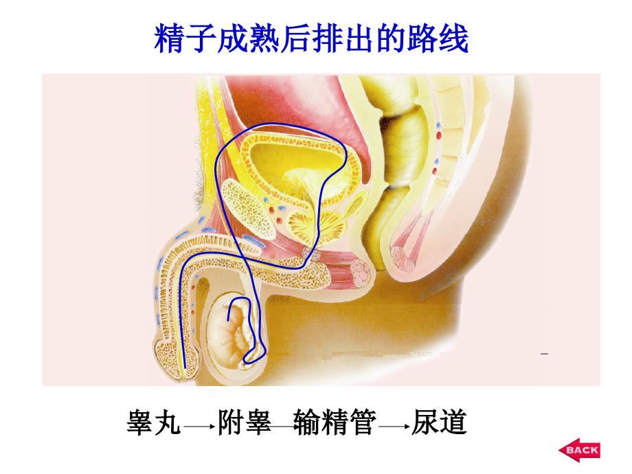 81精卵结合孕育新生命_第4页