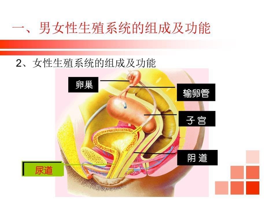 81精卵结合孕育新生命_第5页