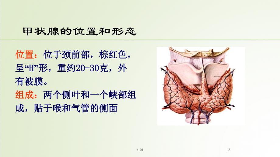 甲状腺疾病治疗中的TSH控制_第2页