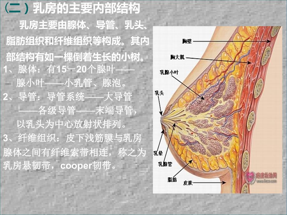 乳腺的解剖及淋巴引流_第4页