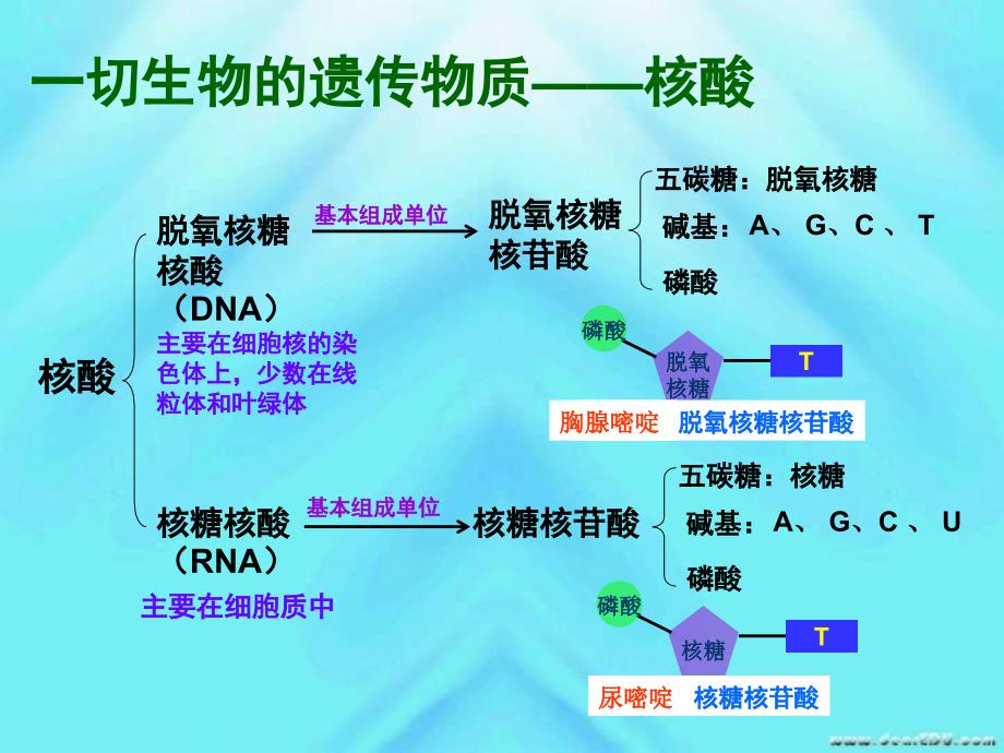 高一生物必修二复习课件遗传的物质基础新课标_第2页