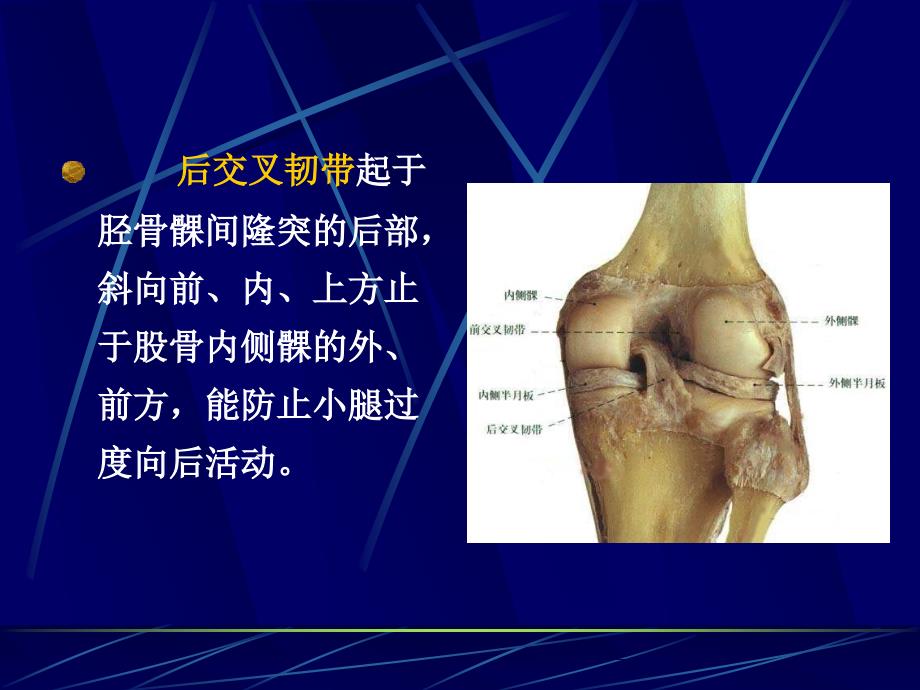 膝关节交叉韧带损伤_第3页