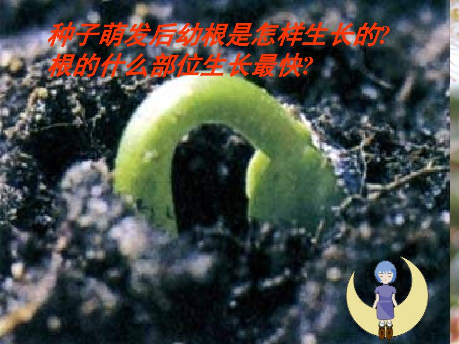 植物根的生长教学课件_第4页