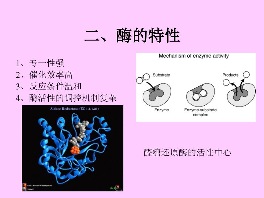 08第八章酶工程制药_第4页