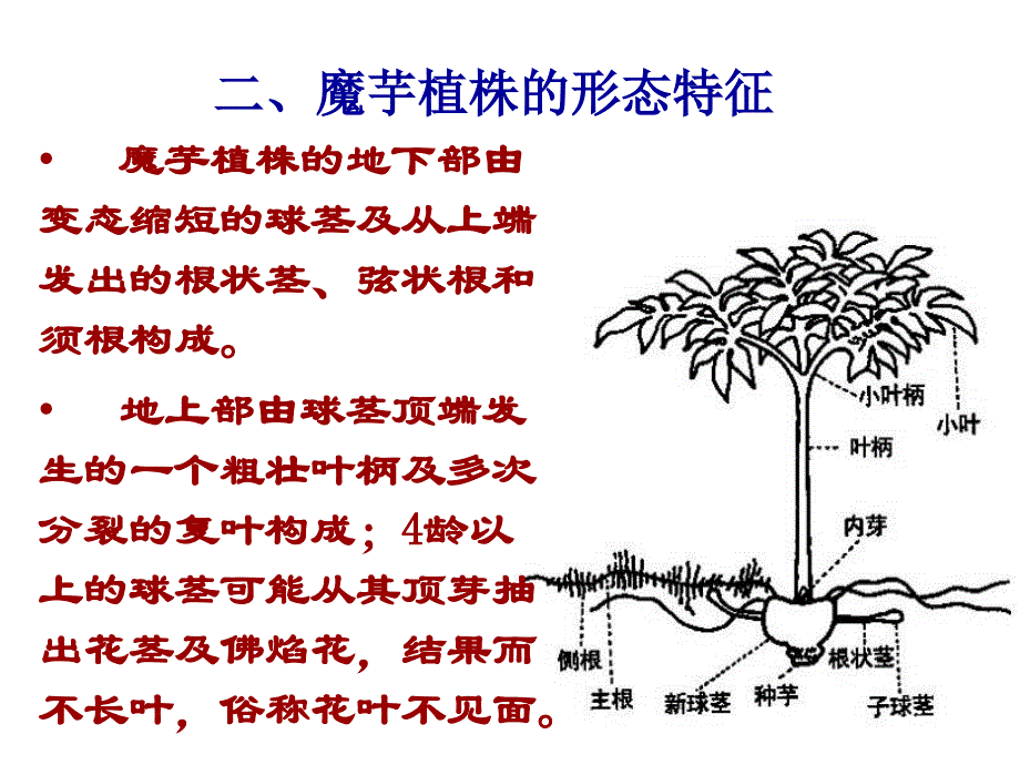 魔芋高产栽培技术资料_第4页