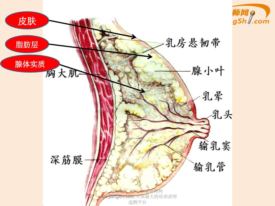 乳腺增生-中华讲师网通用课件_第4页