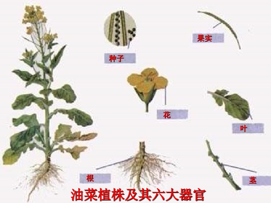 植物体的结构和层次_第3页