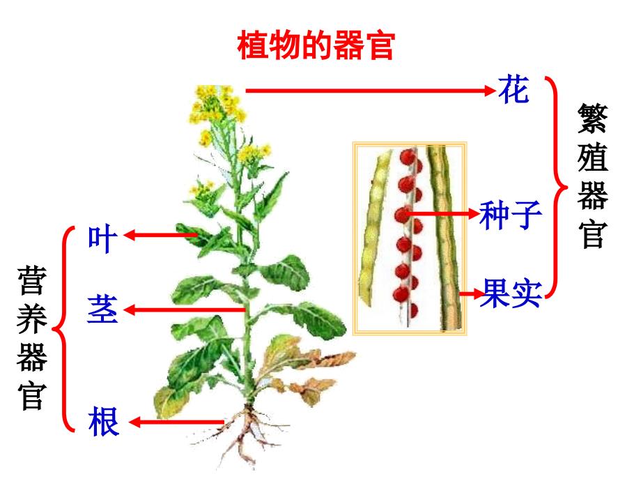 植物体的结构和层次_第4页