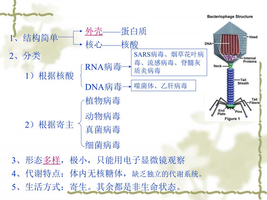 非细胞形态的生物病毒2课件_第3页