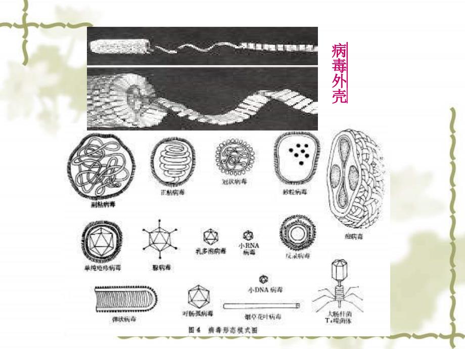 非细胞形态的生物病毒2课件_第4页