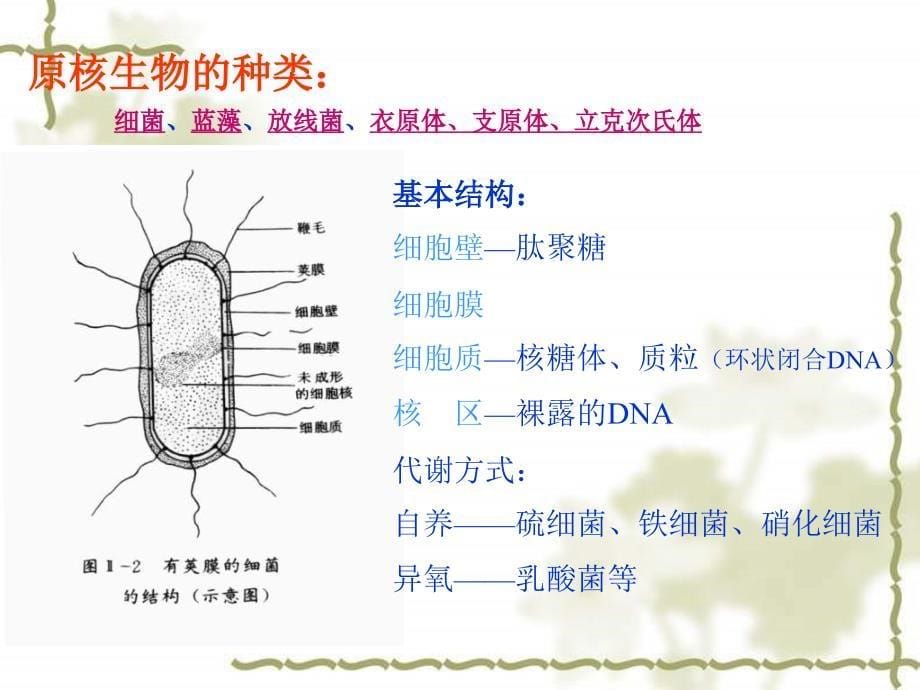 非细胞形态的生物病毒2课件_第5页