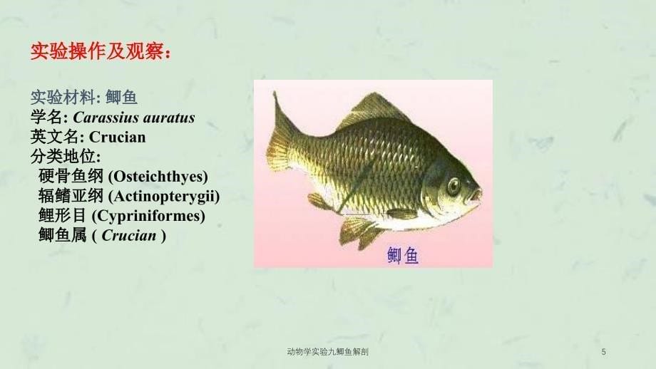 动物学实验九鲫鱼解剖课件_第5页