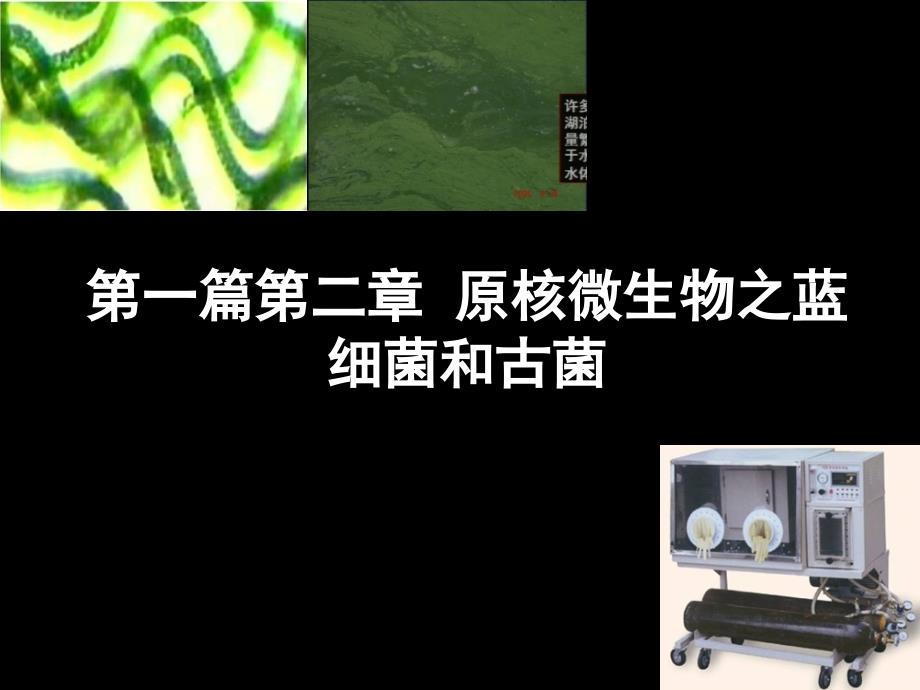 原核微生物之蓝细菌和古菌_第1页