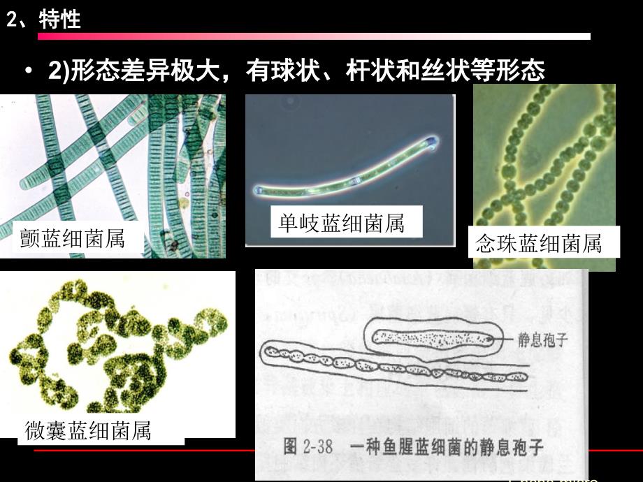 原核微生物之蓝细菌和古菌_第4页