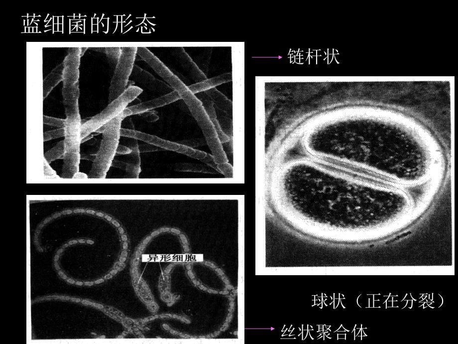 原核微生物之蓝细菌和古菌_第5页