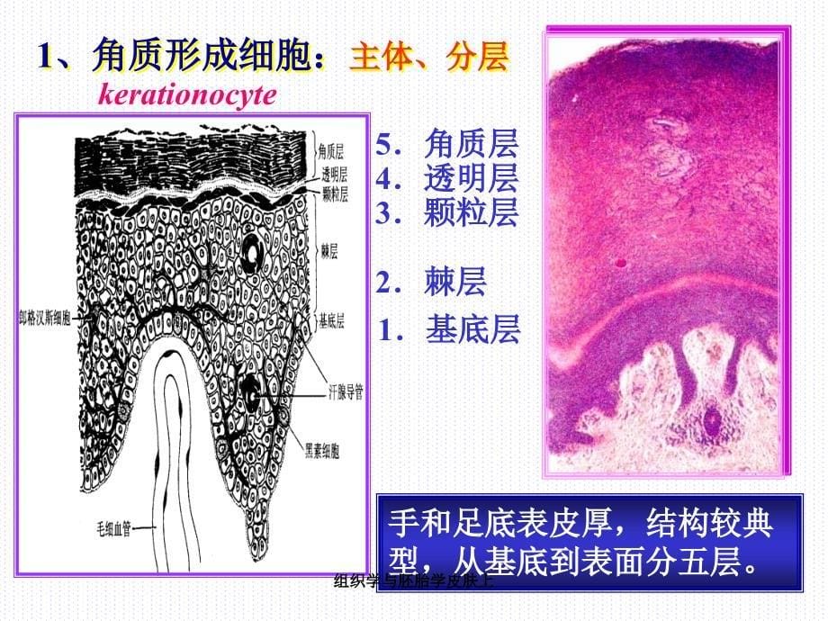 组织学与胚胎学皮肤上课件_第5页