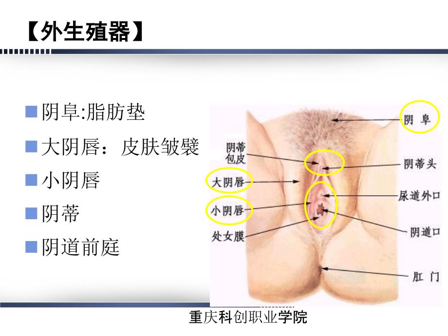 重庆科创职业学院第02章 女性生殖系统解剖与生理概述_第3页