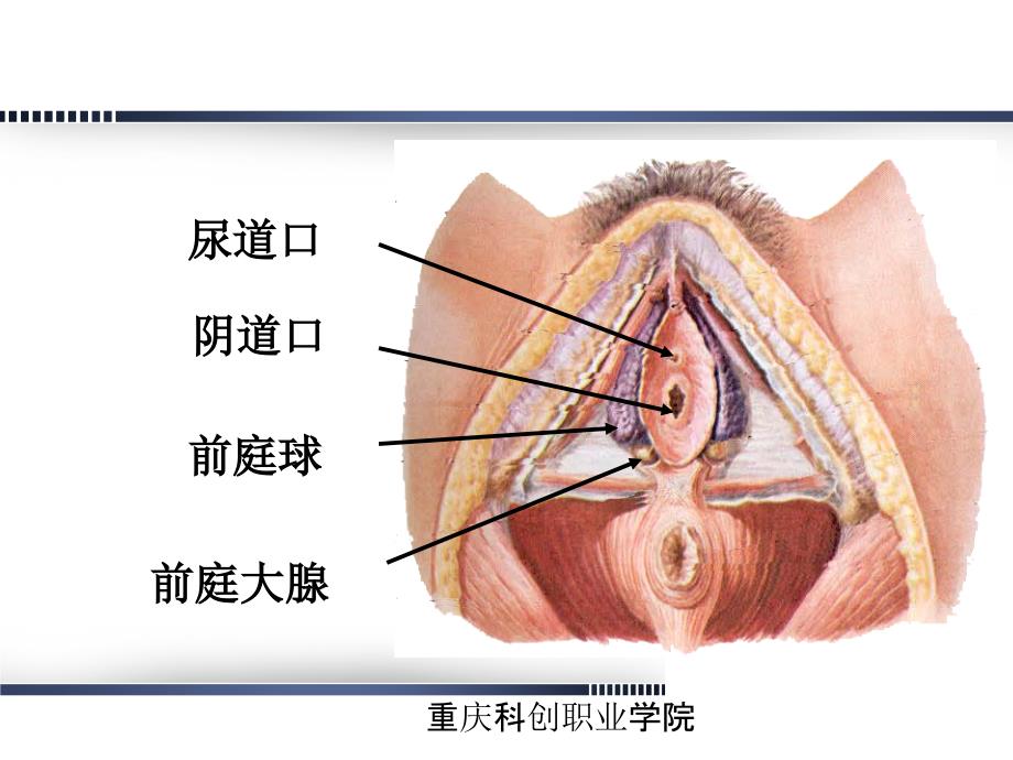 重庆科创职业学院第02章 女性生殖系统解剖与生理概述_第4页