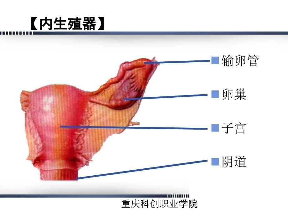 重庆科创职业学院第02章 女性生殖系统解剖与生理概述_第5页