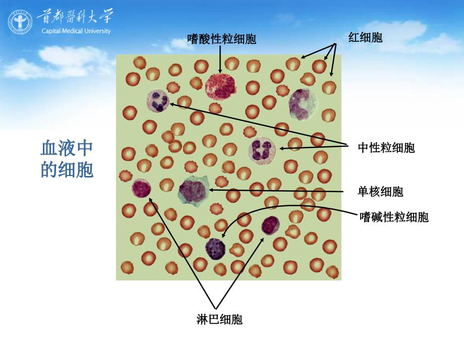 医学专题：执行适应性免疫应答的细胞_第4页