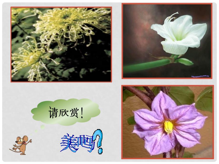 广西柳州市第十四中学七年级生物上册《开花和结果》课件 新人教版_第2页