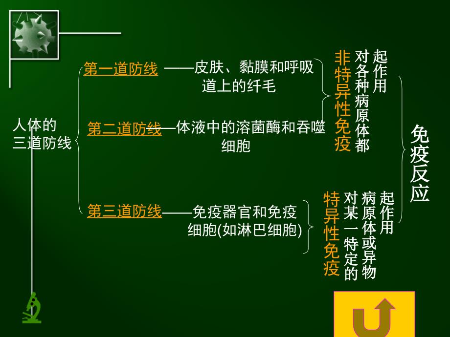 五、免疫对人体稳态的维持复习用131205_第3页