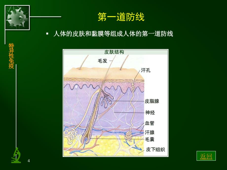 五、免疫对人体稳态的维持复习用131205_第4页