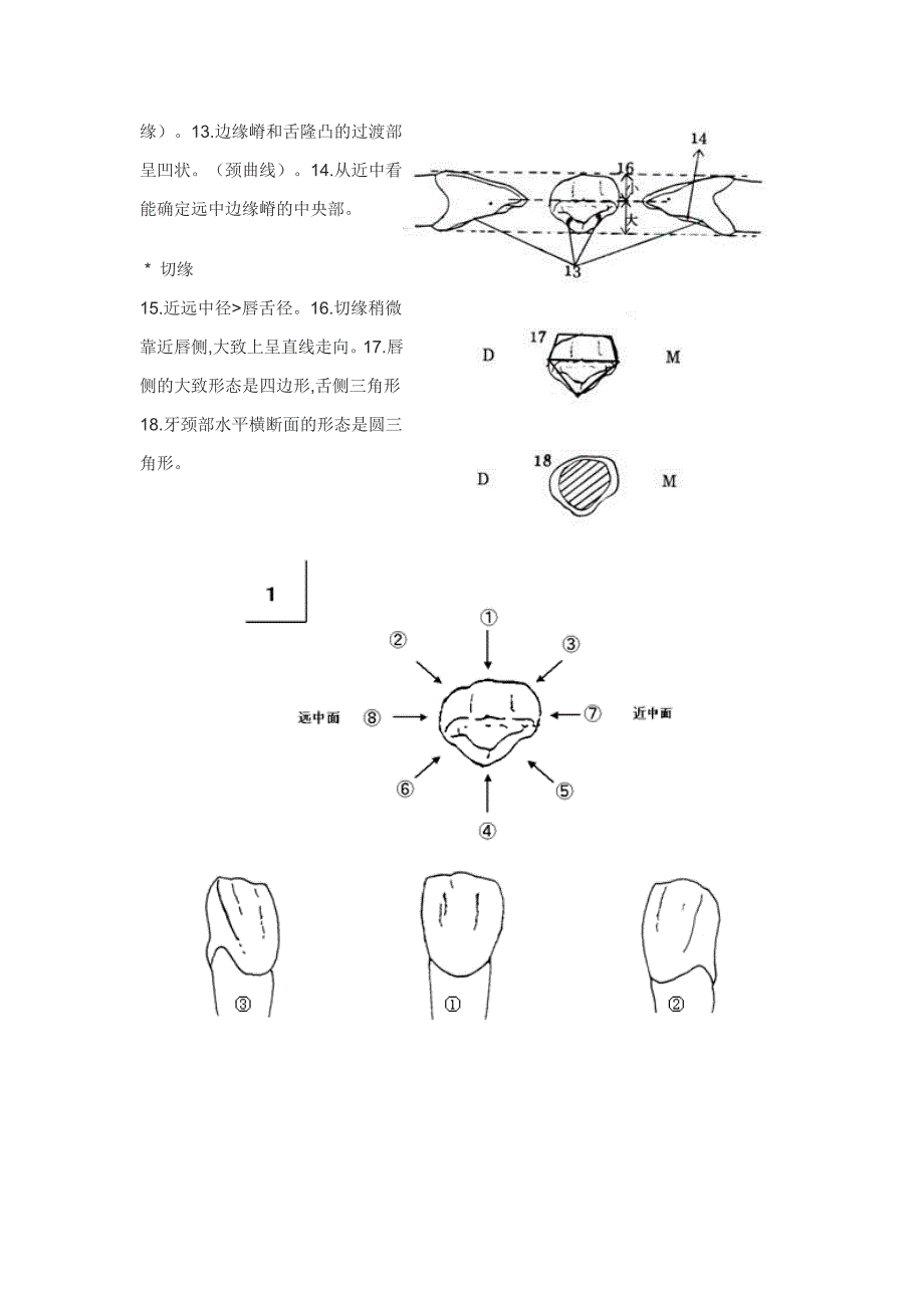 各个牙体雕刻之基本形态要求_第2页