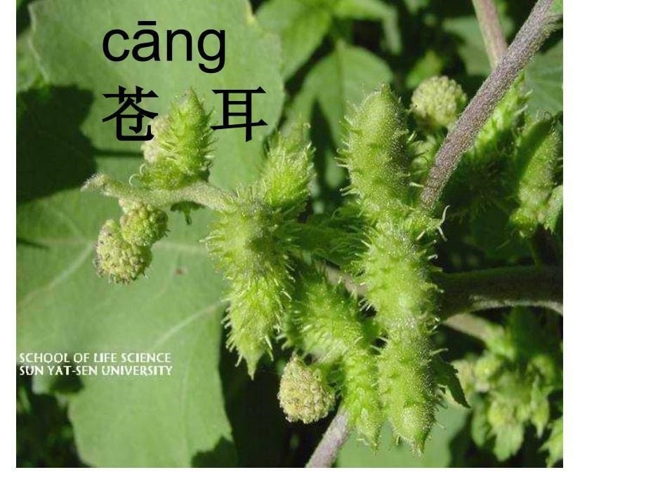 二年级上册3.植物妈妈有办法_第5页