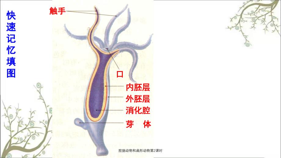 腔肠动物和扁形动物第2课时_第3页