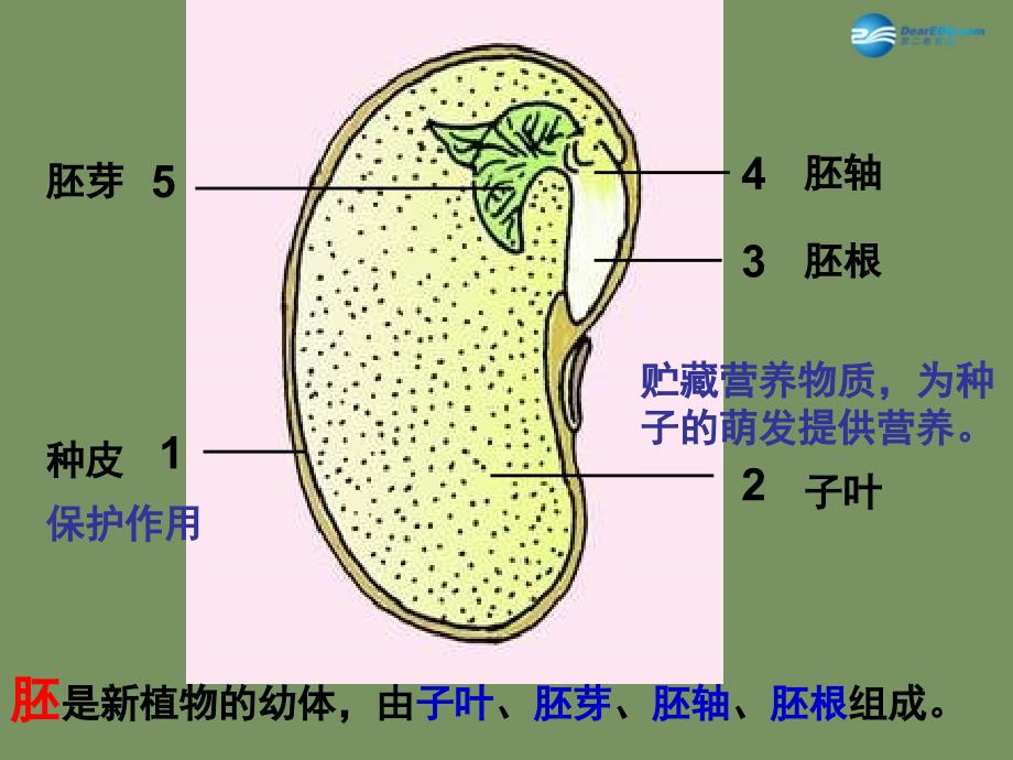 人教初中生物七上第3单元第2章第1节种子的萌发PPT课件4_第2页