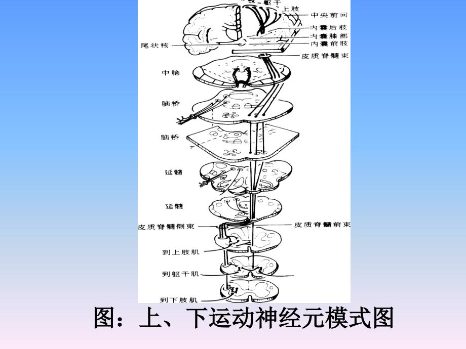 肌萎缩侧束硬化症(渐冻课件_第4页