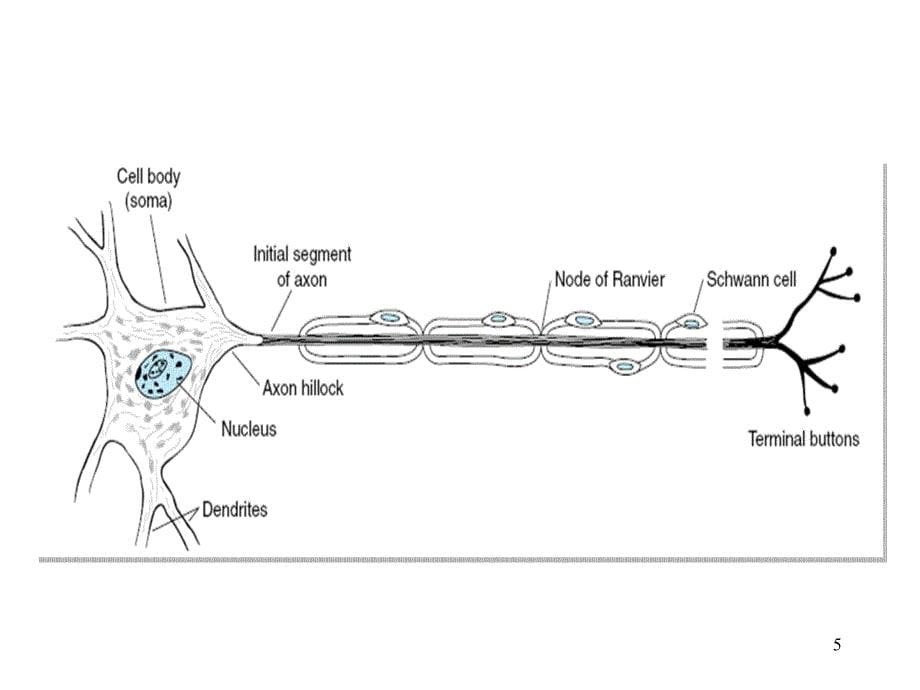 12级药学本科俞神经11PPT文档资料_第5页