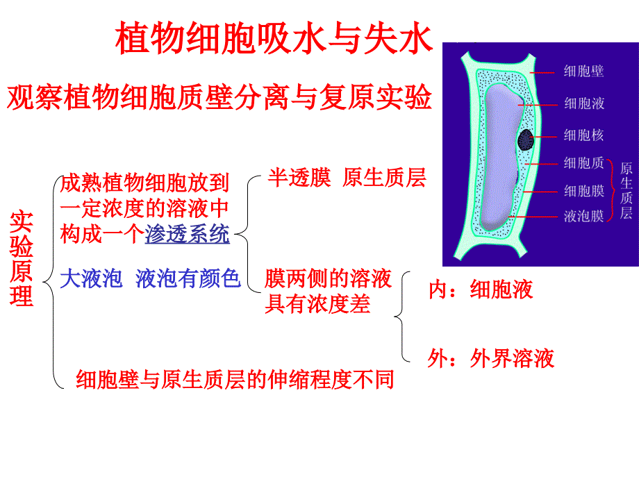 质壁分离实验ppt课件_第4页