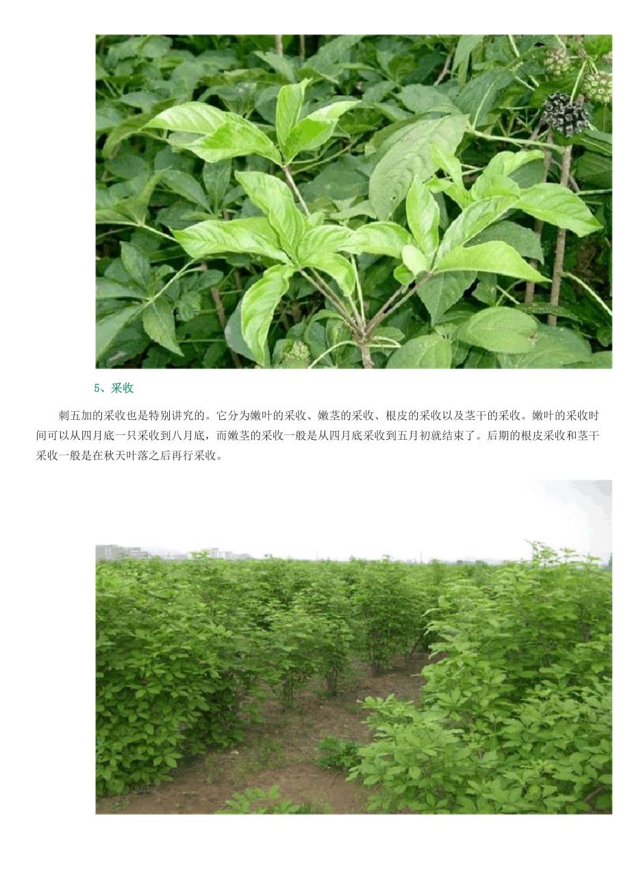 刺五加种植的注意事项_第4页